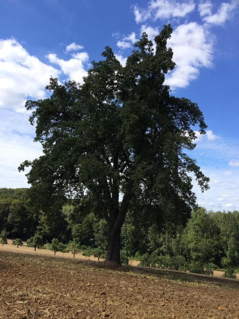 Alte Schmiede In Denkmalgeschuetzter Hofanlage Appartement Messerich Buitenkant foto
