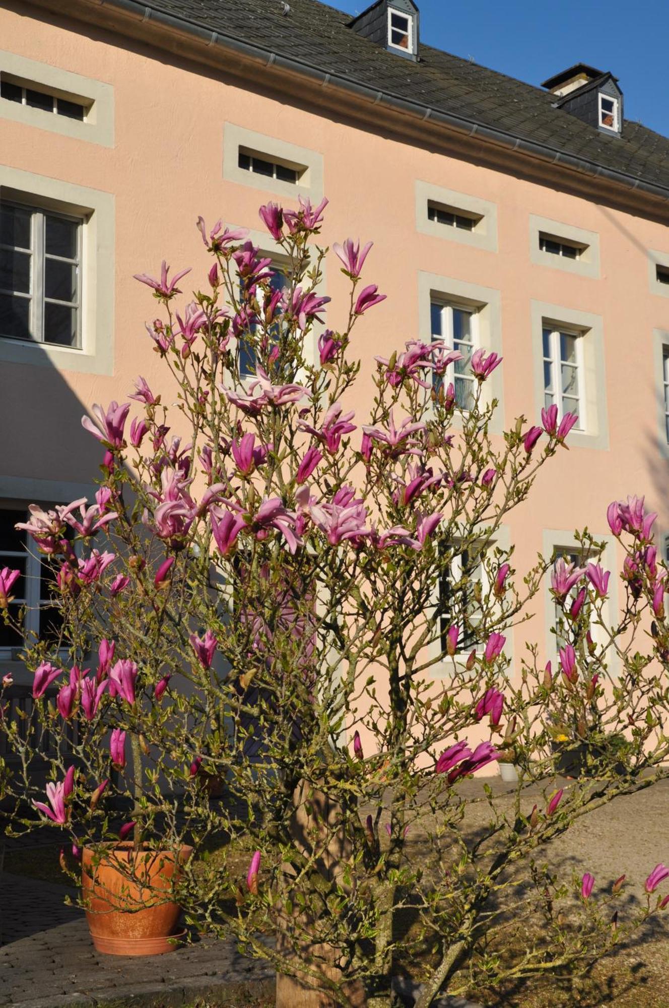 Alte Schmiede In Denkmalgeschuetzter Hofanlage Appartement Messerich Buitenkant foto